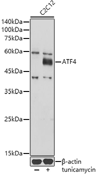 ATF4 Rabbit polyclonal antibody