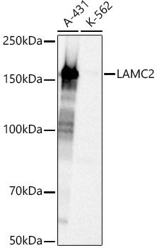 LAMC2 Rabbit polyclonal antibody