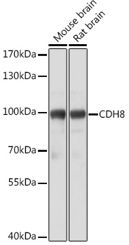 CDH8 Rabbit polyclonal antibody