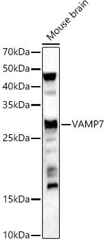 VAMP7 Rabbit polyclonal antibody