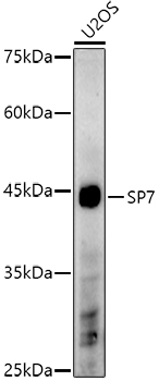 SP7 Rabbit polyclonal antibody