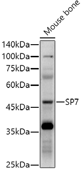 SP7 Rabbit polyclonal antibody