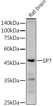 SP7 Rabbit polyclonal antibody