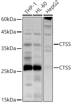 CTSS Rabbit polyclonal antibody