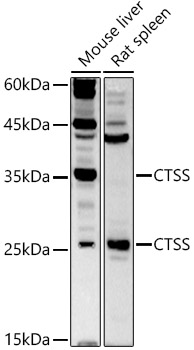 CTSS Rabbit polyclonal antibody