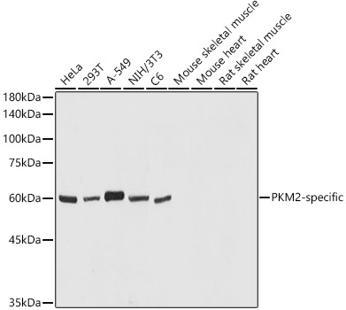 PKM2-specific Rabbit polyclonal antibody