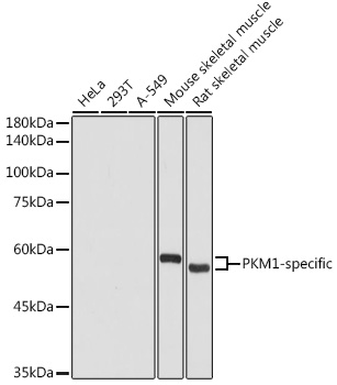 PKM1-specific Rabbit polyclonal antibody
