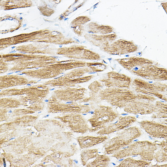 PKM1-specific Rabbit polyclonal antibody