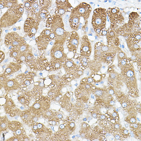PKM1-specific Rabbit polyclonal antibody