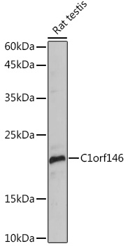 C1orf146 Rabbit polyclonal antibody