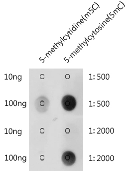 5-Methylcytosine (5mC) Rabbit polyclonal antibody