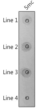 5-Methylcytosine (5mC) Rabbit polyclonal antibody