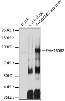 FAM160B2 Rabbit polyclonal antibody