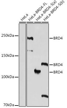 BRD4 Rabbit polyclonal antibody
