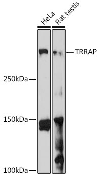 TRRAP Rabbit polyclonal antibody