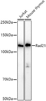 Rad21 Rabbit polyclonal antibody