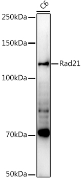Rad21 Rabbit polyclonal antibody