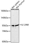 Western blot - IL12RB1 Rabbit pAb (A1886)