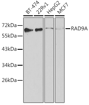 RAD9A Rabbit polyclonal antibody