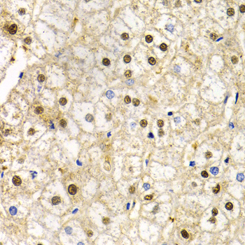 RAD9A Rabbit polyclonal antibody