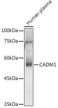 CADM1 Rabbit polyclonal antibody