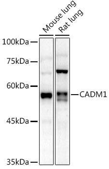 CADM1 Rabbit polyclonal antibody