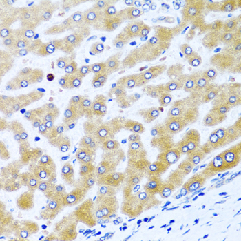 CCL21 Rabbit polyclonal antibody