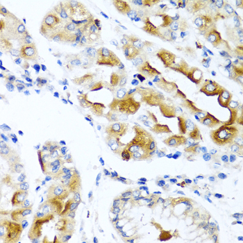 CCL21 Rabbit polyclonal antibody