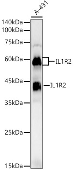 IL1R2 Rabbit polyclonal antibody