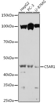 C5AR1 Rabbit polyclonal antibody