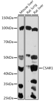 C5AR1 Rabbit polyclonal antibody