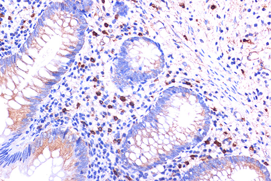 C5AR1 Rabbit polyclonal antibody