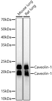 [KO Validated] Caveolin-1 Rabbit monoclonal antibody