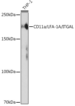 CD11a/LFA-1A/ITGAL Rabbit monoclonal antibody