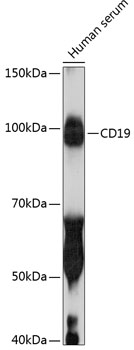 CD19 Rabbit monoclonal antibody