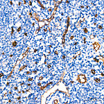 Western blot - CD34 Rabbit mAb (A19015)