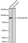 Western blot - CD36/SR-B3 Rabbit mAb (A19016)