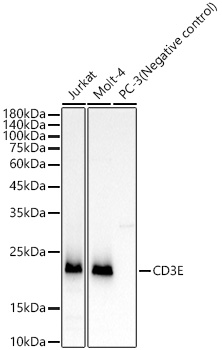 CD3E Rabbit monoclonal antibody