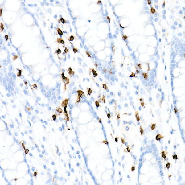 CD3E Rabbit monoclonal antibody