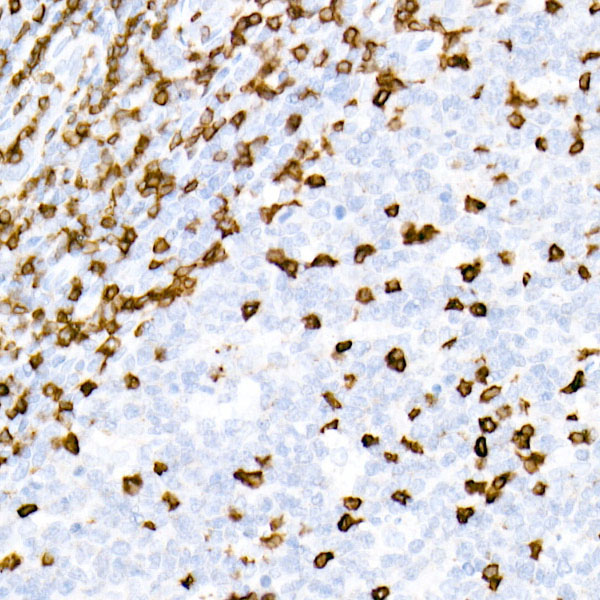 CD3E Rabbit monoclonal antibody