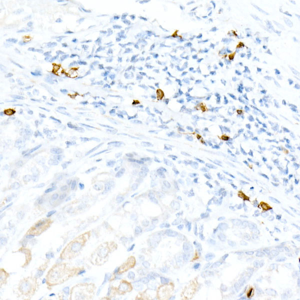 CD3E Rabbit monoclonal antibody