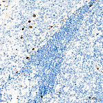 Western blot - CD63 Rabbit mAb (A19023)
