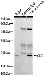 Western blot - CD9 Rabbit mAb (A19027)