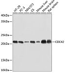 Western blot - CDC42 Rabbit mAb (A19028)