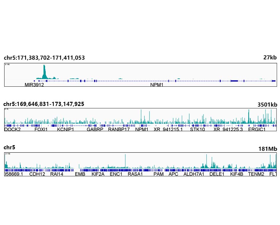 [KO Validated] c-Myc Rabbit monoclonal antibody