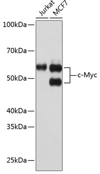 [KO Validated] c-Myc Rabbit monoclonal antibody