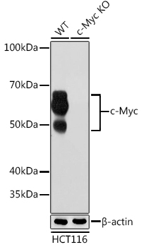 [KO Validated] c-Myc Rabbit monoclonal antibody