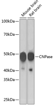CNPase Rabbit monoclonal antibody