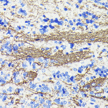CNPase Rabbit monoclonal antibody
