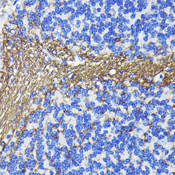 CNPase Rabbit monoclonal antibody